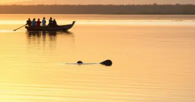 Dolphin Spotting on the Mekong: Where to See Irrawaddy Dolphins, Best Times, Responsible Tour Operators, and What to Expect