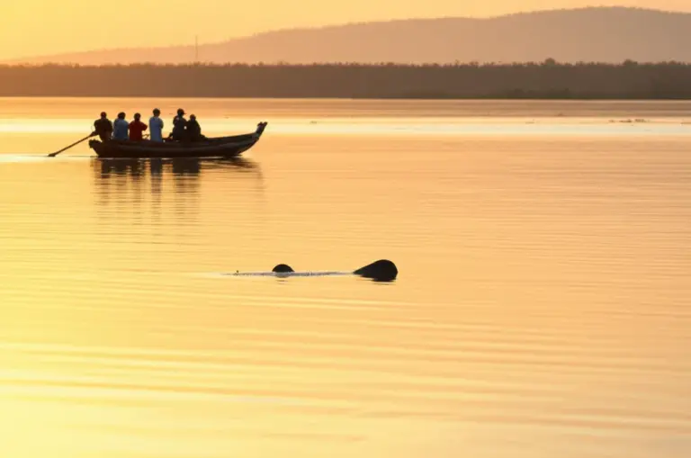 Dolphin Spotting on the Mekong: Where to See Irrawaddy Dolphins, Best Times, Responsible Tour Operators, and What to Expect