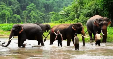 Ethical Elephant Sanctuaries in Laos: Where to See and Support Rescued Elephants
