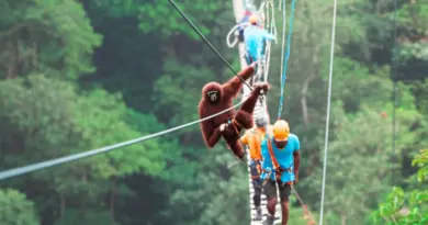 Safety, Conservation Impact, and Local Community Benefits of The Gibbon Experience
