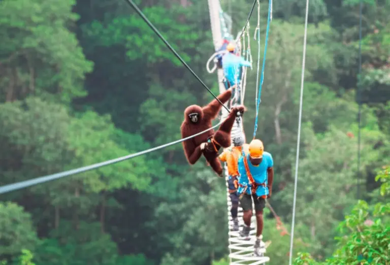 Safety, Conservation Impact, and Local Community Benefits of The Gibbon Experience