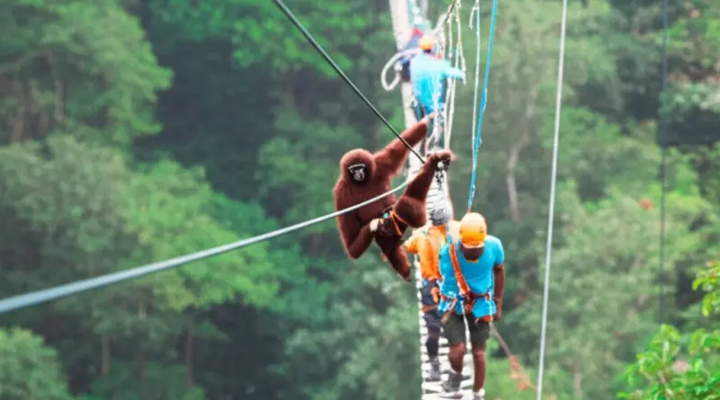 Safety, Conservation Impact, and Local Community Benefits of The Gibbon Experience