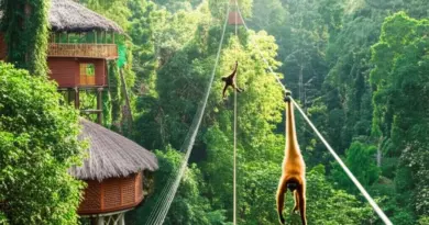 The Gibbon Experience: The Ultimate Guide to Treetop Adventures in Bokeo Nature Reserve