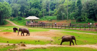 Top Ethical Sanctuaries to Visit in Laos — Profiles, locations, visitor experiences, conservation focus, and admission policies