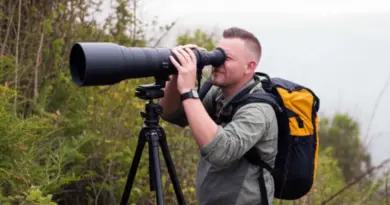 Wildlife Spotting Techniques and Ethical Practices: Where to Find Key Species, Best Times for Sightings, and Responsible Photography
