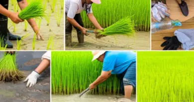 Step-by-step itinerary: a typical hands-on rice farming day, activities included, what to wear and what to bring