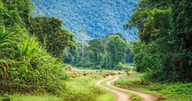 Top National Protected Areas to Explore: Vientiane Plain to the Annamite Range — Highlights, Trails, and Wildlife to Expect