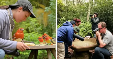 What Activities Are Truly Ethical? — Feeding, Bathing, Observation, Volunteer Programs, and Responsible Photography Tips