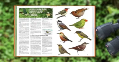 What Birds You’ll See: Key Species to Spot by Region with Identification Tips and Recommended Viewing Sites