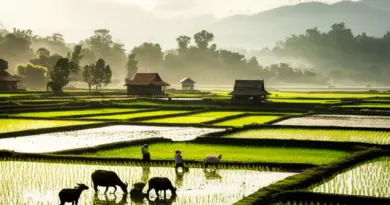 What is The Living Land Company and why Luang Prabang is the perfect place for an authentic rice farming experience