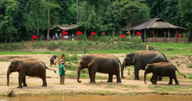 Why Choose Ethical Elephant Sanctuaries in Laos — Understanding Welfare-Focused Tourism and How to Spot Red Flags