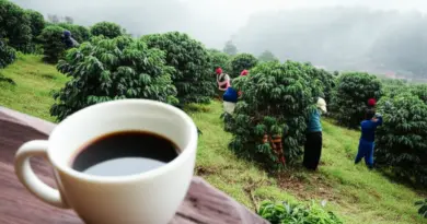 Coffee Culture on the Bolaven Plateau: Plantations You Can Visit and What to Expect