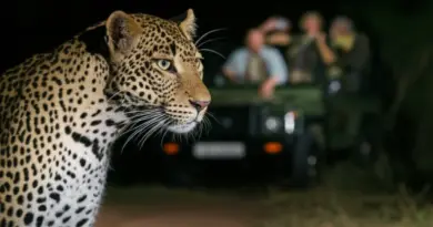 Wildlife and conservation impact: species spotted, eco-tourism benefits, and ethical concerns of night safaris