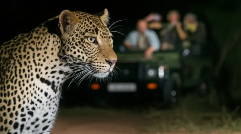 Wildlife and conservation impact: species spotted, eco-tourism benefits, and ethical concerns of night safaris