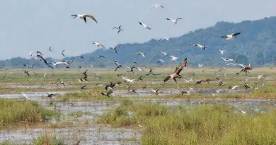 Where Xe Pian Is and Why It’s a Top Spot for Birdwatching — habitats, seasons, and best times to go
