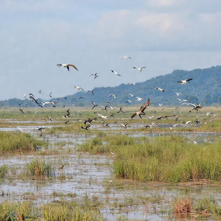 Where Xe Pian Is and Why It’s a Top Spot for Birdwatching — habitats, seasons, and best times to go