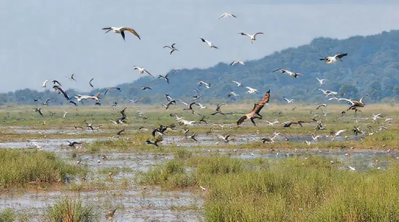 Where Xe Pian Is and Why It’s a Top Spot for Birdwatching — habitats, seasons, and best times to go