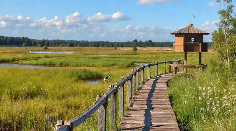 Where to Watch: Best Trails, Wetlands, and Viewing Stations — specific locations, accessibility, and recommended routes