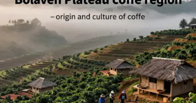 Where is the Bolaven Plateau and what makes its coffee culture unique? — Origins, climate, and the people behind the beans