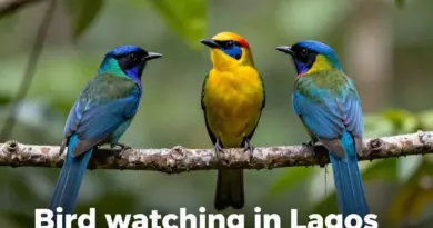 Bird Watching in Laos: Top Destinations and Species to Spot