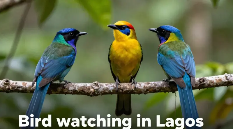 Bird Watching in Laos: Top Destinations and Species to Spot