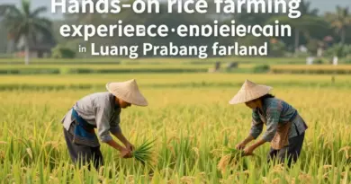 The Living Land Company in Luang Prabang: A Hands-On Rice Farming Experience for Travelers