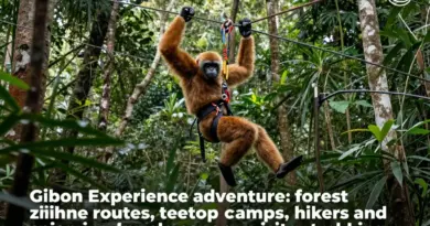What to Expect on The Gibbon Experience: Routes, Zipline Camps, Duration, and Real Visitor Experiences