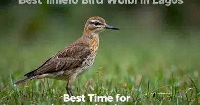 When to Go Bird Watching in Laos for the Best Sightings