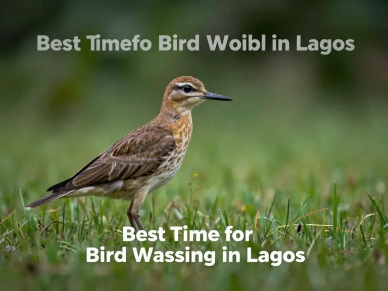When to Go Bird Watching in Laos for the Best Sightings