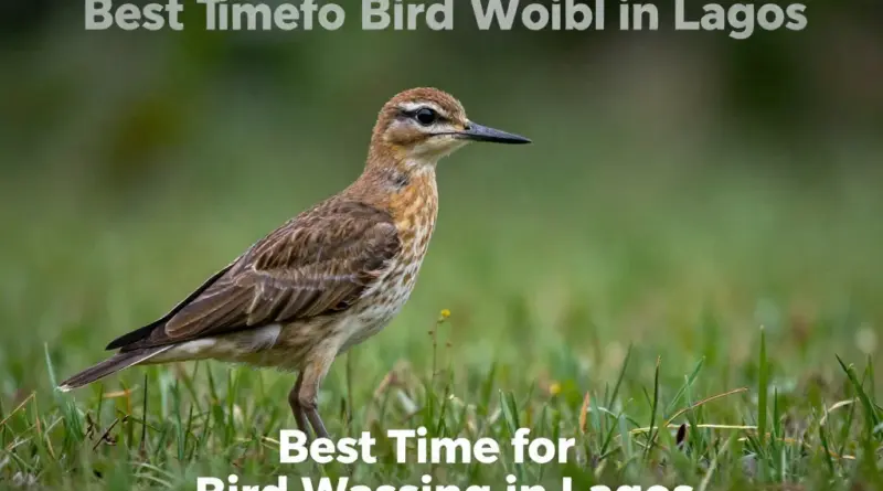 When to Go Bird Watching in Laos for the Best Sightings