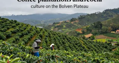 Coffee Culture on the Bolaven Plateau: A Visitor’s Guide to Plantations, Tastings, and Local Traditions