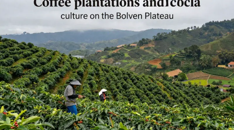 Coffee Culture on the Bolaven Plateau: A Visitor’s Guide to Plantations, Tastings, and Local Traditions