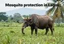 How to Protect Yourself from Mosquitoes in Laos