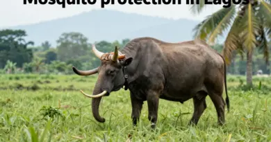 How to Protect Yourself from Mosquitoes in Laos