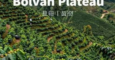 What Makes the Bolaven Plateau Ideal for Coffee Growing?