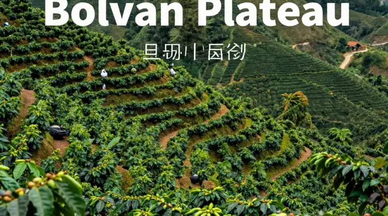 What Makes the Bolaven Plateau Ideal for Coffee Growing?