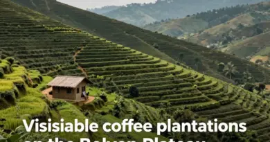 Which Coffee Plantations on the Bolaven Plateau Can You Visit?
