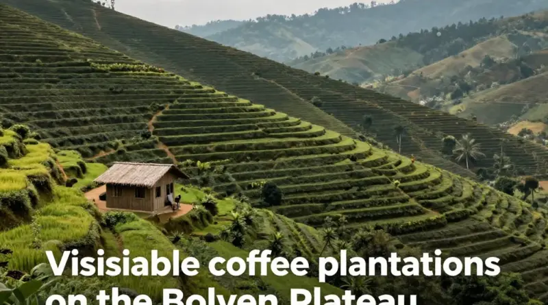 Which Coffee Plantations on the Bolaven Plateau Can You Visit?